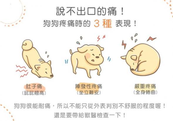 怎么判断狗狗哪里疼痛-图1