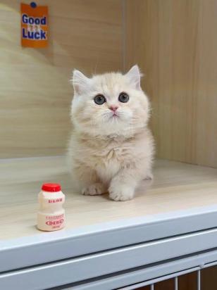 400元的曼基康猫是真的吗