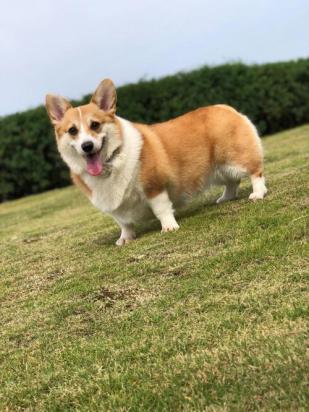 400元的柯基犬是真的吗-图1