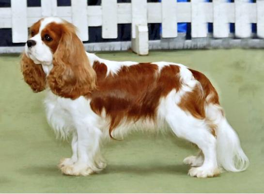 400元的查理王小猎犬是真的吗-图1