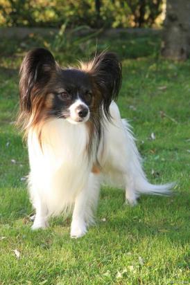400元的蝴蝶犬是真的吗-图1