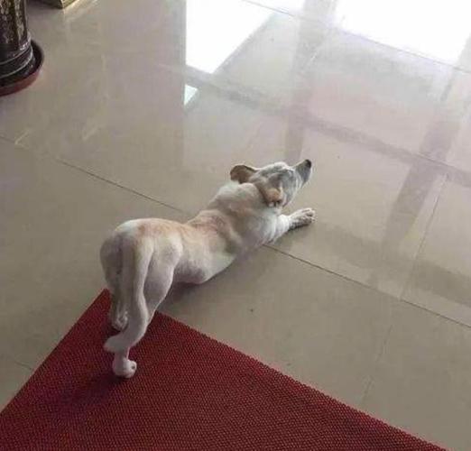 狗狗一会趴着一会坐立不安是怎么回事-图1