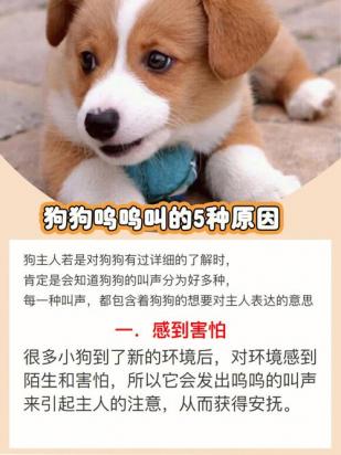 狗狗一直叫唤不停的原因有哪些-图1