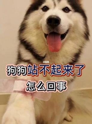 狗狗突然站不起来了一点力气没有怎么办-图1