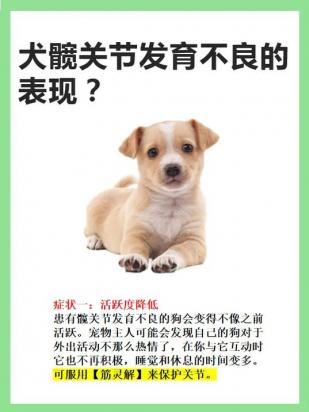 狗狗髋关节发育不良有什么影响-图1