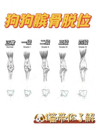 狗狗怎么判定关节炎