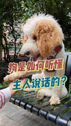 狗狗听得懂主人在讲什么吗-图1
