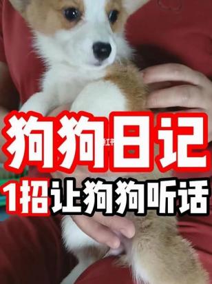 狗不听话怎么办最简便的方法-图1