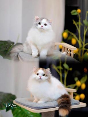 3个月苏格兰折耳猫的食谱