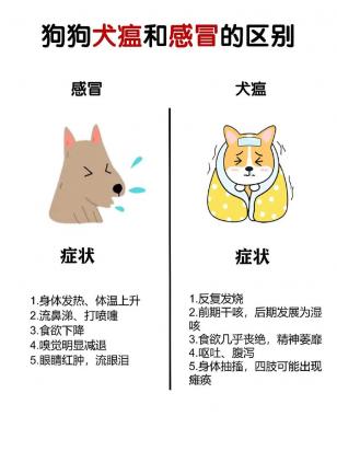 感冒和犬瘟最大的差别有哪些