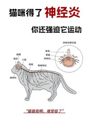 怎么判断猫咪得了神经炎-图1
