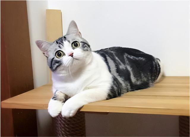 美短猫叫什么名字比较好听-图1