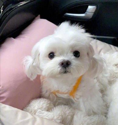 马尔济斯犬叫什么名字比较好听-图1