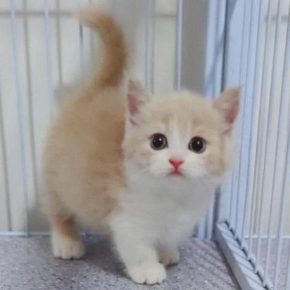 曼基康猫叫什么名字比较好听