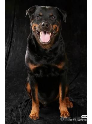 罗威纳犬叫什么名字比较好听-图1