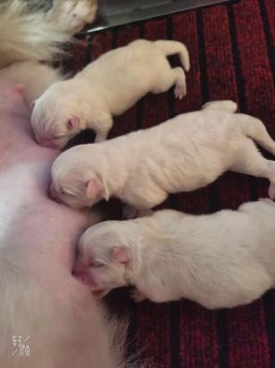 2个月博美幼犬喂养方法-图1