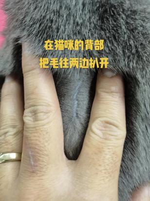 驱赶猫的最好办法-图1