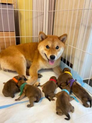 10天的柴犬能送人吗-图1