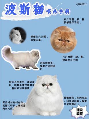 10天的波斯猫怎么养