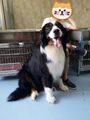 10天的伯恩山犬能送人吗-图1