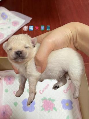10天的博美犬能送人吗-图1
