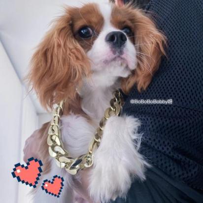10天的查理王小猎犬怎么养-图1