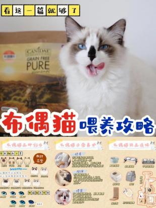 10天的布偶猫怎么养-图1