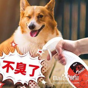 狗身上的腥气味怎么去除