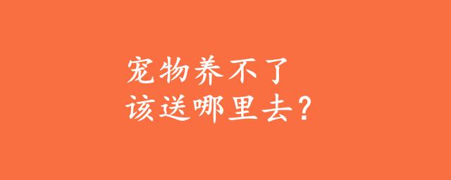宠物养不了该送哪里去