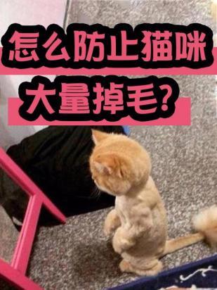 防止猫掉毛最有效的方法-图1