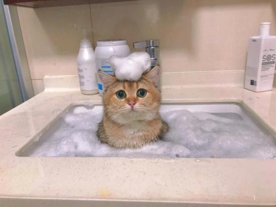 一个月的小猫可以洗澡吗-图1