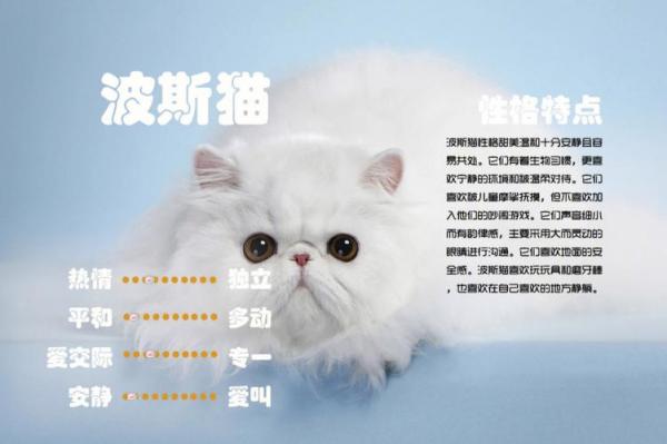 10天的波斯猫能送人吗-图1