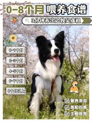 10天的边牧怎么养-图1