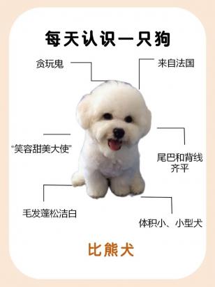 10天的比熊怎么养