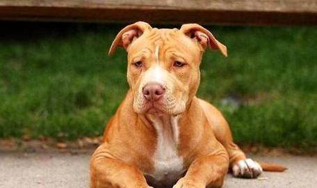 10天的比特犬怎么养-图1