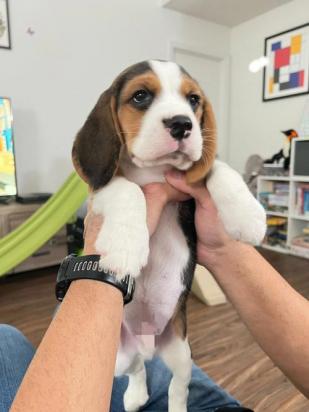 10天的比格犬怎么养-图1