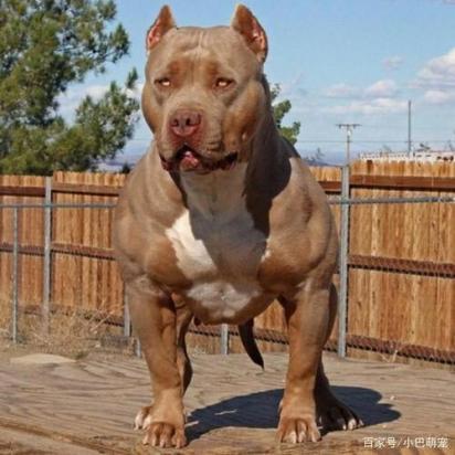 10天的比特犬能送人吗-图1
