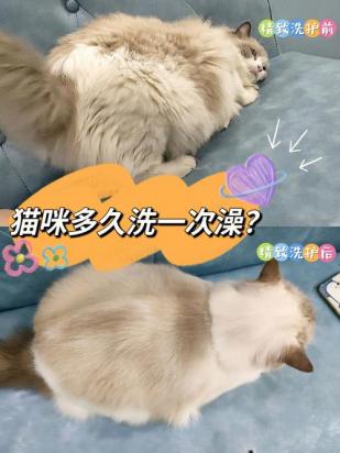 小猫咪多久洗一次澡合适