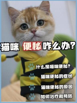小猫咪身上臭臭的怎么办