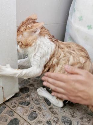 猫咪洗澡后怎么吹干-图1
