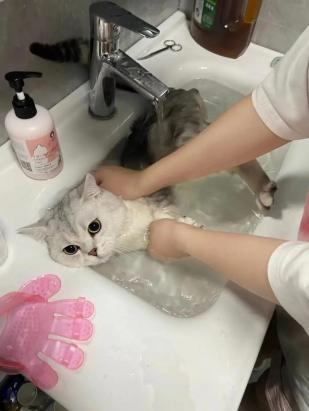 猫咪洗澡后发抖是怎么回事-图1