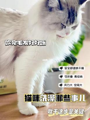 猫咪洗完澡不肯吹干怎么办-图1