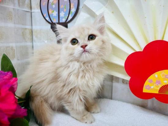 3个月褴褛猫的食谱-1