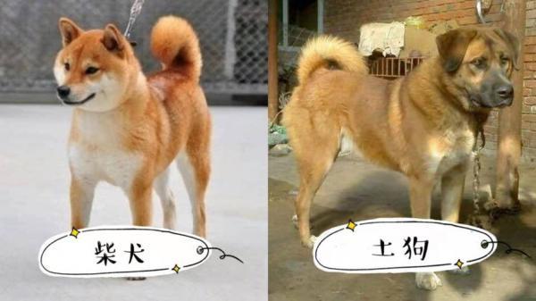 如何判断土狗？快速鉴别中华田园犬的方法-1