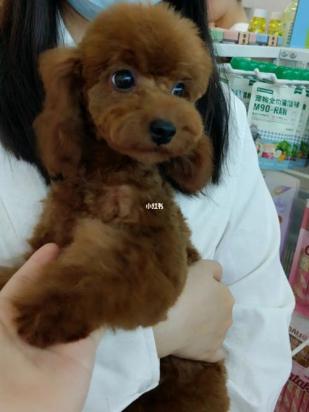 养泰迪狗不遛可以吗