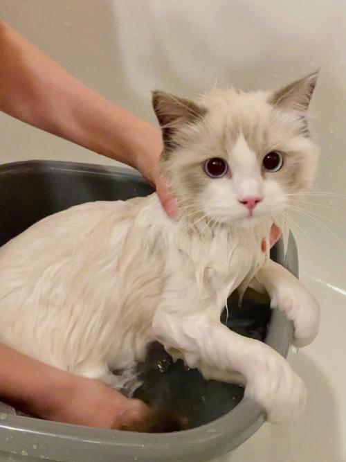 猫咪用人的沐浴露洗澡会怎样-图1