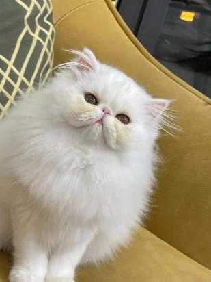 3个月加菲猫的食谱-图1