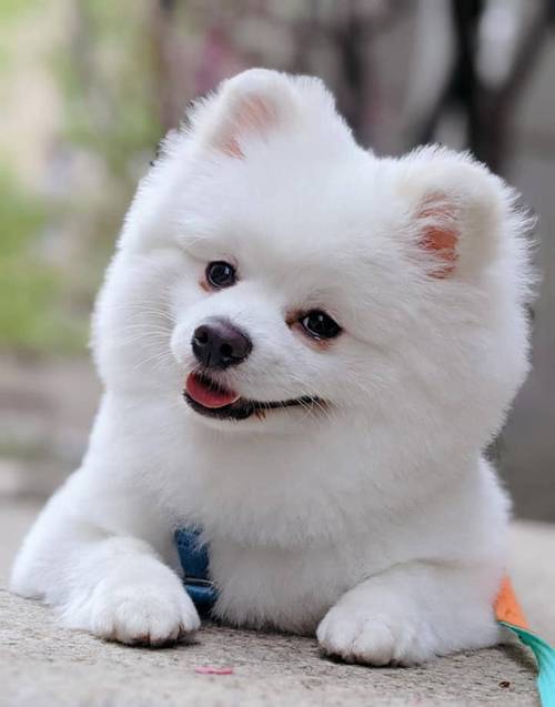 博美犬突然疼痛尖叫是怎么回事-图1