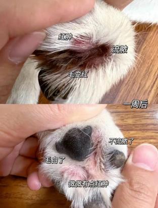狗狗得了趾间炎会自愈吗-图1