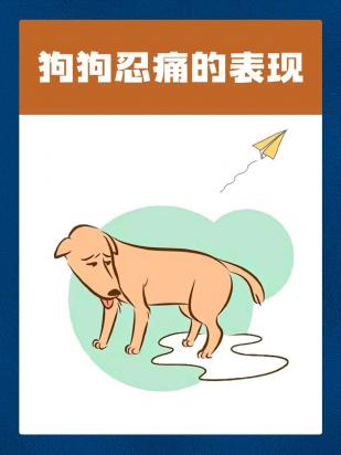 狗狗的忍痛能力强不强-图1